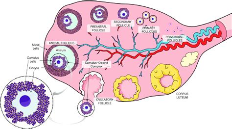 Anatomy Of The Ovary In The Mature Antral Follicle The Oocyte Is