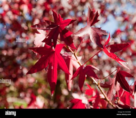 Japanese Maple Tree Hi Res Stock Photography And Images Alamy