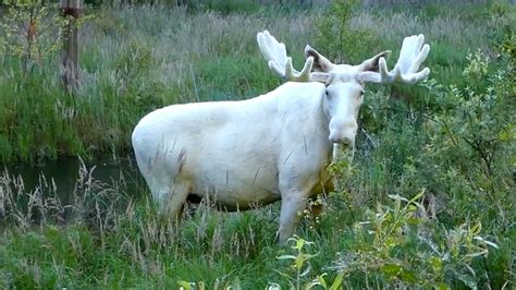 Why This Swedish Moose Is Entirely White Animals