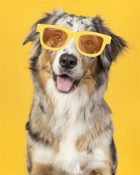 Smiling Australian Shepherd Dog Wearing Yellow Summer