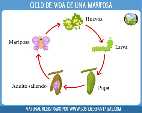 Ciclo De Vida De Las Mariposas Images And Photos Finder