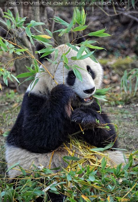Großer Panda Beim Fressen Tiergarten Schönbrunn