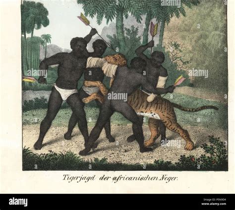 African Natives Killing A Tiger By Stabbing It With Arrows