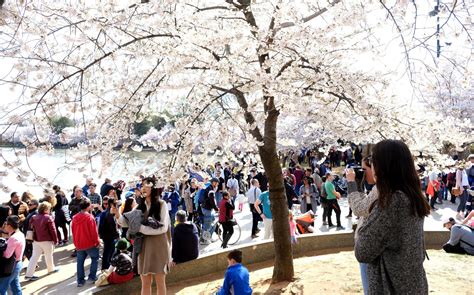 Photos 2018 Cherry Blossoms Wtop News
