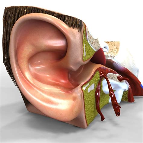 Human Ear Anatomy 3d Model Ear Anatomy Human Ear Anatomy Human Ear