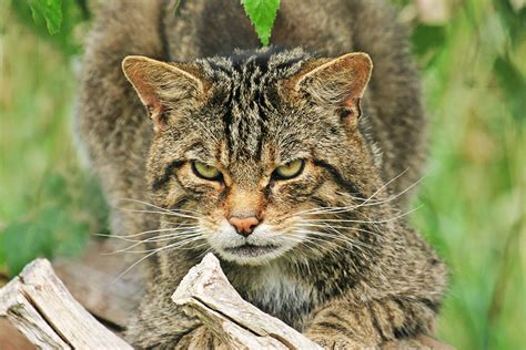 Scottish Wildcat Wildlife