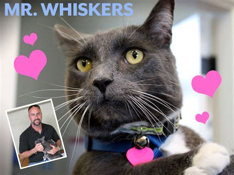 For cats, whiskers serve three purposes: Good Luck Mr. Whiskers! - Humane Society of Ventura County
