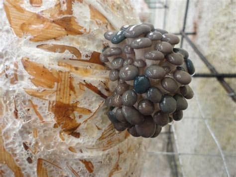 Kit de cultivo seta de ostra (pleurotus ostreatus) cultive. Taller de Cultivo de Hongos Comestibles "SETAS" en Casa