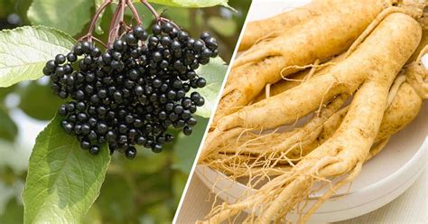 Lifestyle medicine and natural remedies conference. List of Adaptogens, and What These Adaptogenic Herbs Can ...