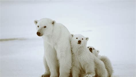 Polar Bear Facts For Kids Interesting Facts About Polar Bears