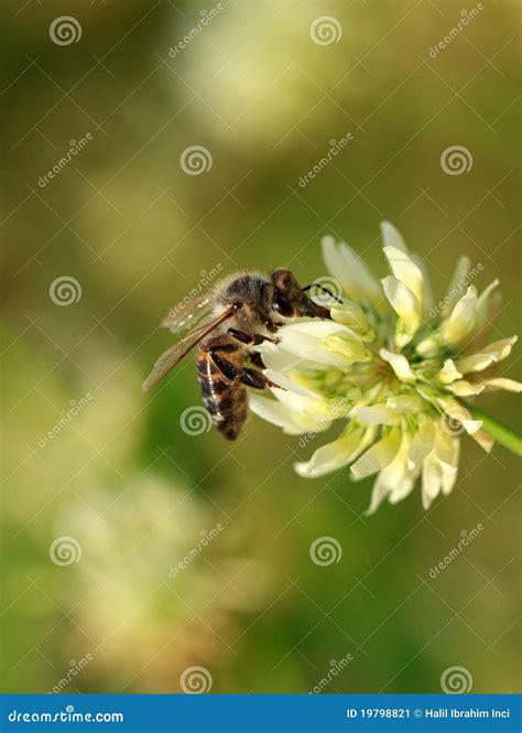 Bee On White Flower Stock Image Image Of Composition 19798821