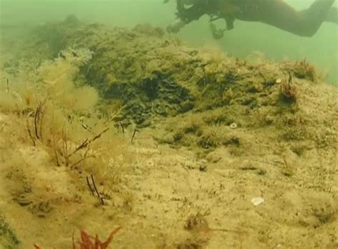 Divers Find Prehistoric Forest Dating Back 10000 Years Submerged In