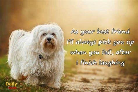 60 Best Friend Funny Quotes On Laughing Daily Funny Quotes