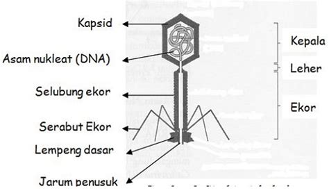 Fungsi Serabut Ekor pada Virus Bakteriofage dan Strukturnya