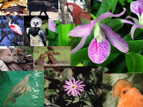 Flora Y Fauna Del Ecuador