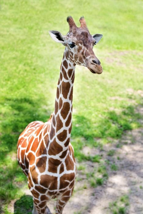 Giraffe Baby In Zoo Free Image Download