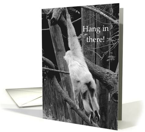 Hang In There Hope Things Get Better Encouragement Card 1426658
