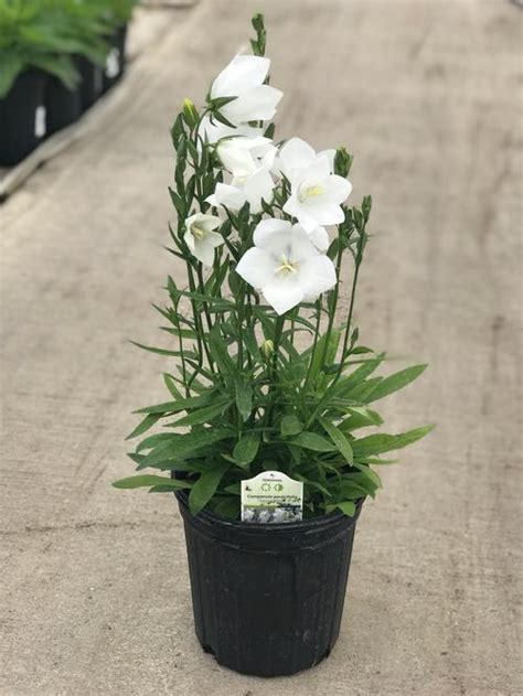 Bellflower Campanula Persicifolia Takion White From Growing Colors