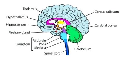 Drawing Of The Brain With Labels At Paintingvalley Com Explore