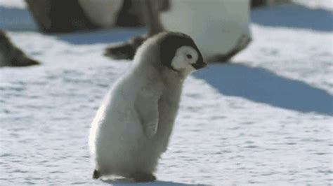 Pin ↠tianaxvezos Baby Penguins Penguins Cute Penguins