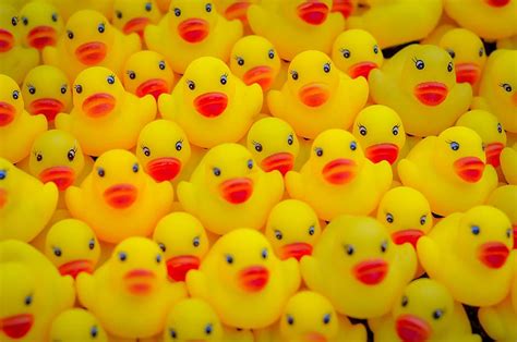 Hd Wallpaper A Lot Of Yellow Duck Toy Many Rubber Ducks Isolated