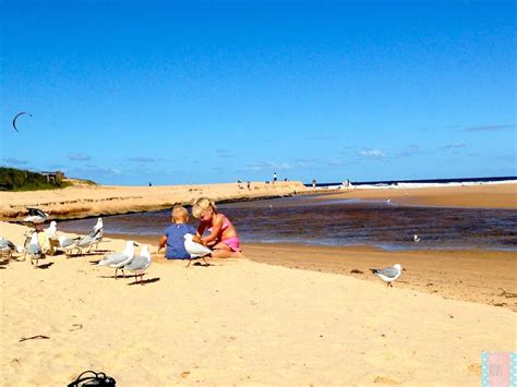 Wordless Wednesday Seagulls