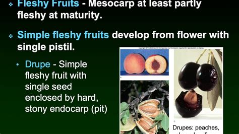 Drds Botany Types Of Fruits Youtube