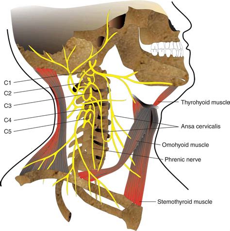 Cervical Plexus Block Hadzic S Peripheral Nerve Blocks And Anatomy For Ultrasound Guided