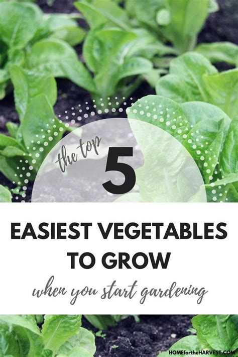 The Top 5 Easiest Vegetables To Grow When You Start Gardening Home