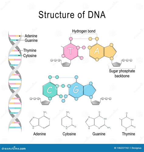 Dna Structure Adenine Cytosine Thymine Guanine Sugar My Xxx Hot Girl