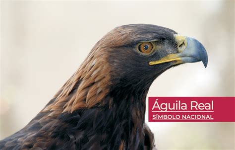 Top 45 Imagen Cuanto Mide El Aguila Real Abzlocalmx