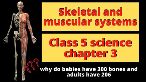 Skeletal And Muscular System Class 5 Science Chapter 3 Skeletal And