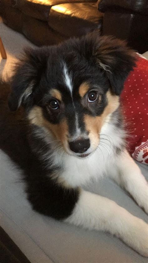 They may also have white markings on the face, chest, legs, and under parts. Pin on Aussies