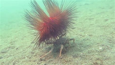 Watch A Colorful Sea Urchin Hitch A Ride On A Crab