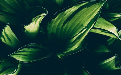 Download Wallpaper 3840x2400 Plant Leaves Veins Macro Green 4k