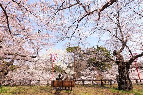 16 National Geographic Images Of Cherry Blossom In Japan Demilked