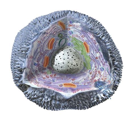 Units of cytoplasm that can cross the cell wall and connect the plant cells of the same organism, allowing communication between cell cytoplasms and communicating golgi apparatus. Human Cell Structure Showing Cytoplasm Photograph by ...