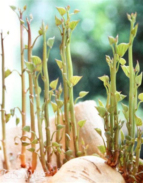 That is why they are famous for their idaho potatoes. How to Grow Sweet Potatoes From Slips