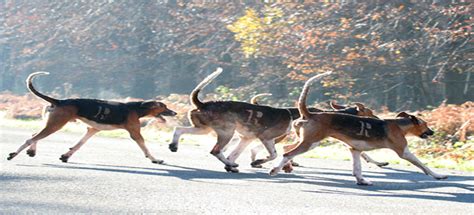 Les Chiens De Chasse A Courre Fédération Départementale Des Chasseurs