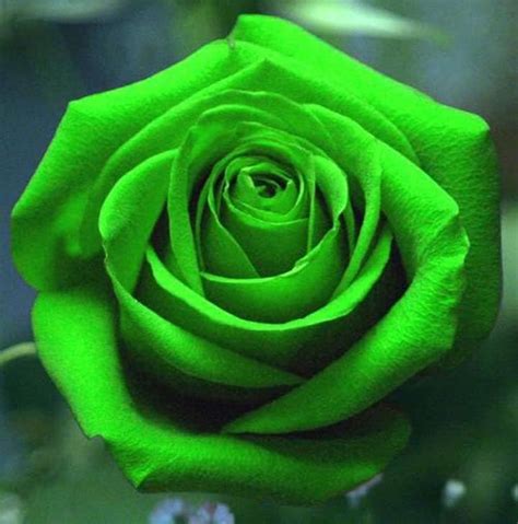 Green Roses Meaning And Pictures Flower Glossary