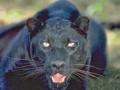 813 likes · 10 talking about this. Macan Tutul Hitam (Macan Kumbang)