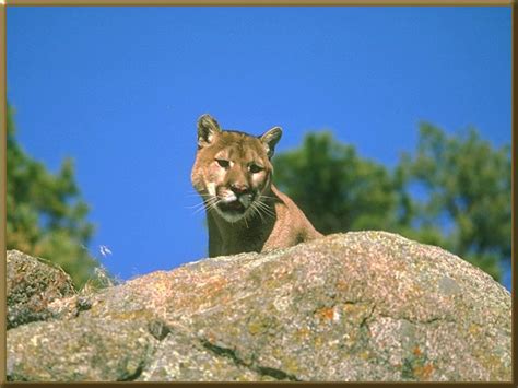 Cougar Puma Concolor 퓨마쿠거 Head On Rock Display Full Image