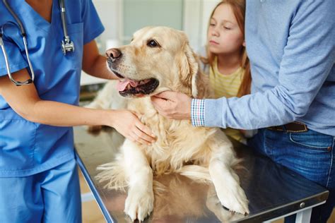 Thyroid Cancer In Dogs Petmd
