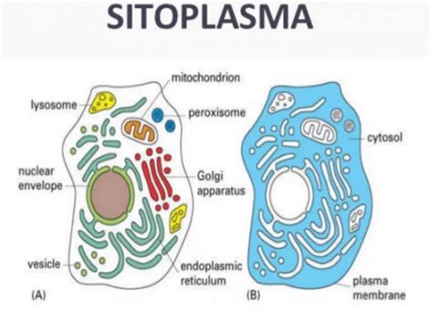Struktur Sitoplasma Pengertian Ciri And Fungsinya Lengkap