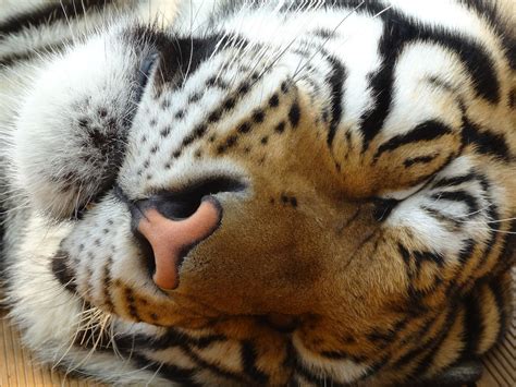 Tigre Animales Amarillo Foto Gratis En Pixabay Pixabay
