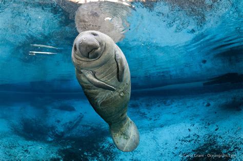 9 Pictures That Prove Manatees Are The Oceans Cutest Creature