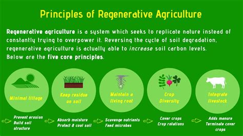 What Is Regenerative Agriculture And Why It Matters Ourgoodbrands