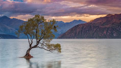 Crack Willow Tree Am Lake Wanaka Der Berühmteste Baum Neuseelands