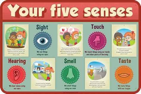 Anatomy Your Five Senses Inspirational Group
