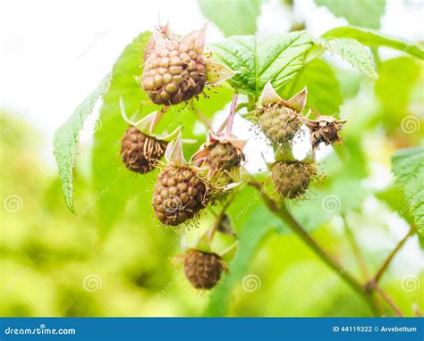 Unripe Raspberry Hanging On Bush With Fresh Green Leaves Stock Photo